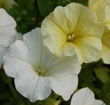 image of flower