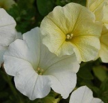 image of petunia #10