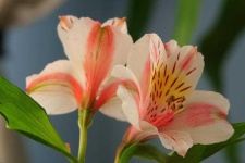 image of flower