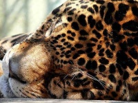 image of jaguar_car