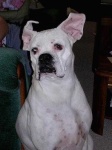 image of boxer