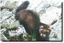 image of polecat