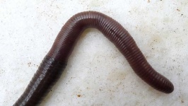 image of animal