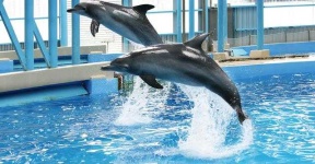 image of animal