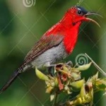 image of bird