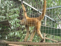 image of spider_monkey #34