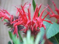 image of flower