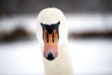 image of animal