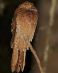 image of potoo