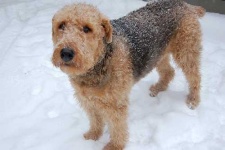image of airedale
