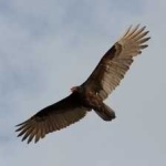 image of bird