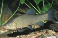 image of tench
