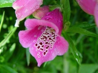image of flower