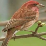 image of bird