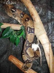 image of boa_constrictor