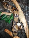 image of boa_constrictor #11