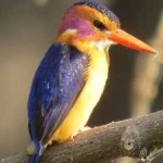image of bird