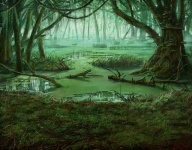 image of swamp