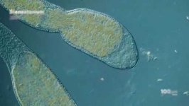 image of parasitic_flatworms