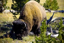image of bison