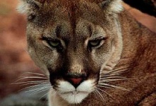 image of cougar #31