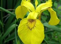image of yellow_iris #16