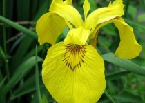 image of flower