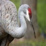 image of bird