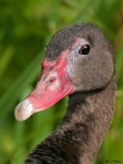 image of goose