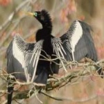 image of bird