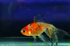 image of goldfish