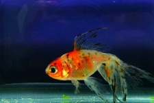 image of goldfish #28