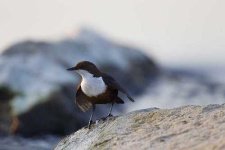 image of water_ouzel