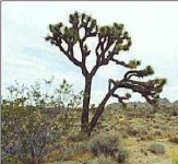 image of joshua_tree