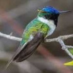 image of bird
