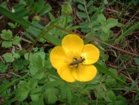 image of flower