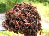 image of animal