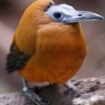 image of bird