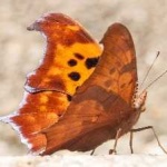 image of animal