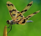 image of dragonfly