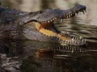 image of animal