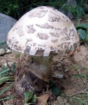 image of mushrooms