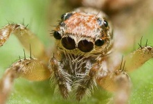image of animal