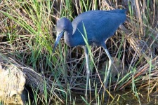 image of little_blue_heron