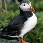 image of bird