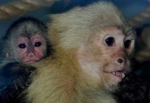 image of capuchin