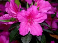 image of azalea #14