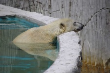 image of animal
