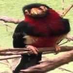 image of bird