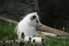 image of arctic_fox